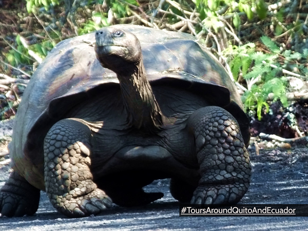 Tours Around Quito, Giant turtle Galapagos