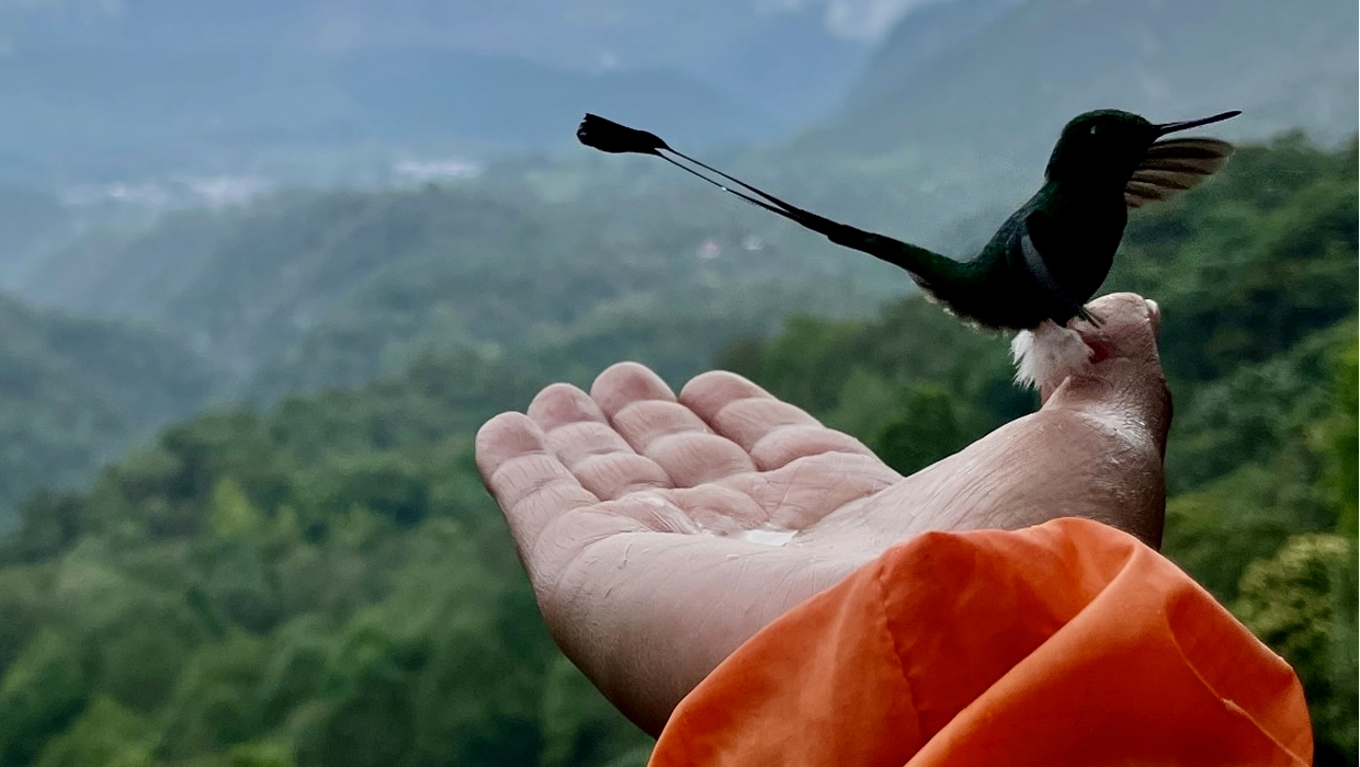 Tours Quito, Ecuador, Hummingbird Mindo