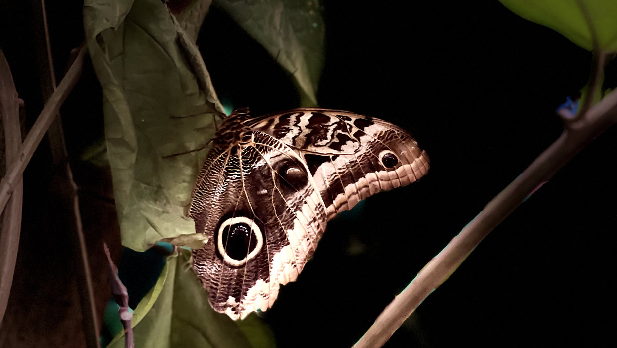 Butterfly, Mindo, Ecuador