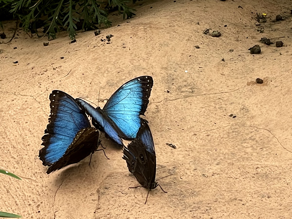 Mindo Ecuador, butterfly, Ecuador
